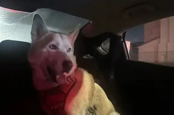 Help Bring Ozai Home: Lost Husky in SD