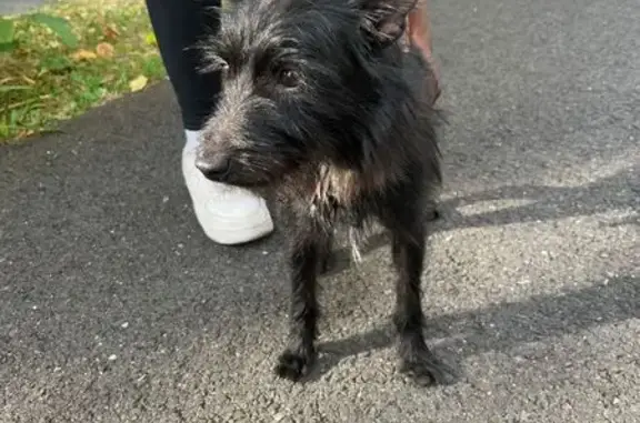 Chien mâle errant trouvé à Ivry-sur-Seine - photo