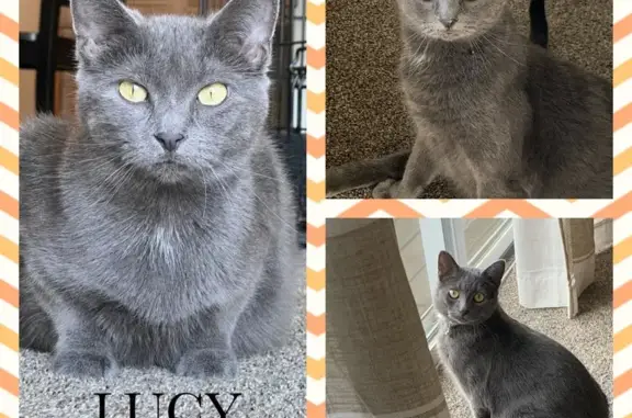 Lost Grey Cat: Friendly, Amber Eyes