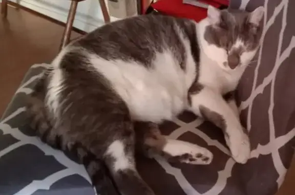 Chat perdu : Polo, blanc et gris, Troyes - photo