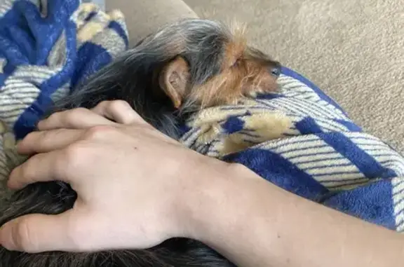 Lost Dog: Rocky Missing on England St