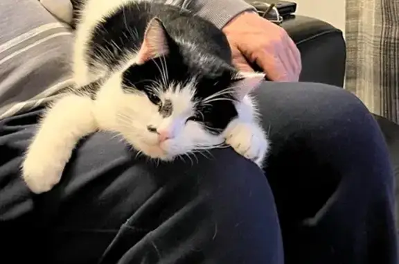 Lost Black & White Cat: Fundenhall Find