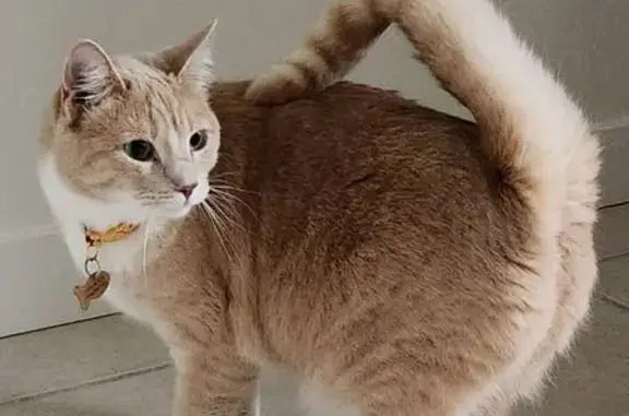 Help Find Juniper: Lost Light Orange Cat