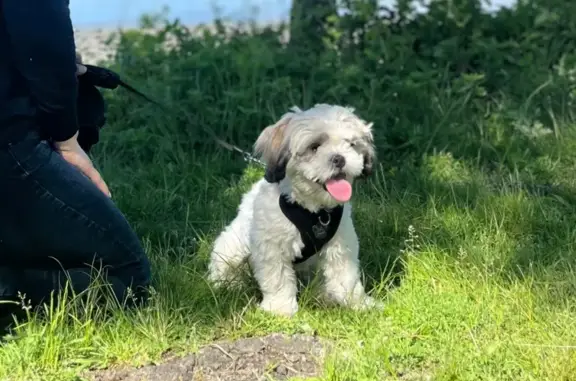 Lost Shih Tzu 'Mochi' on 169th Street