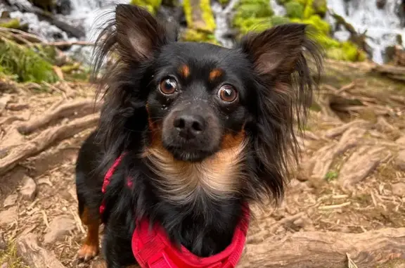 Lost Dog: Black with Unique Markings