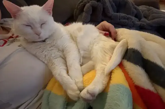 Lost White Cat 'Sunday' - South 28th St