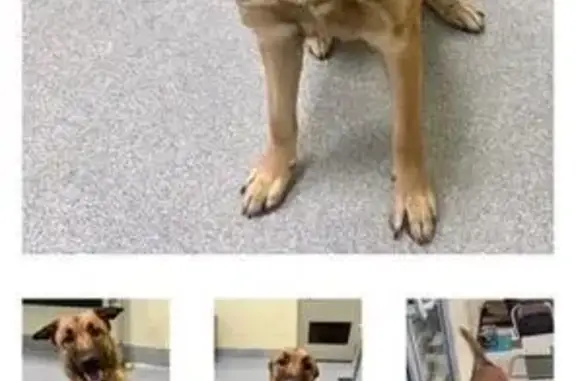 Lost Dog Alert: Sweet Violet Needs Help!