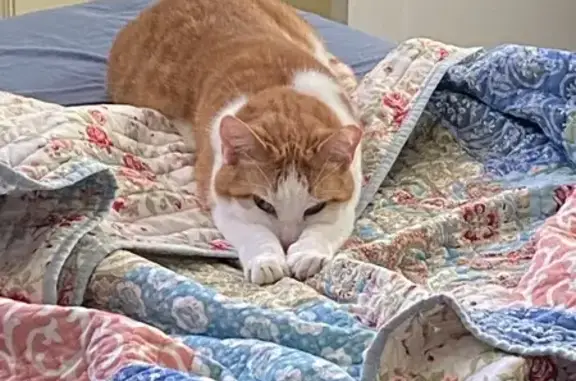 Lost Skittish Orange Tabby - Petersburg