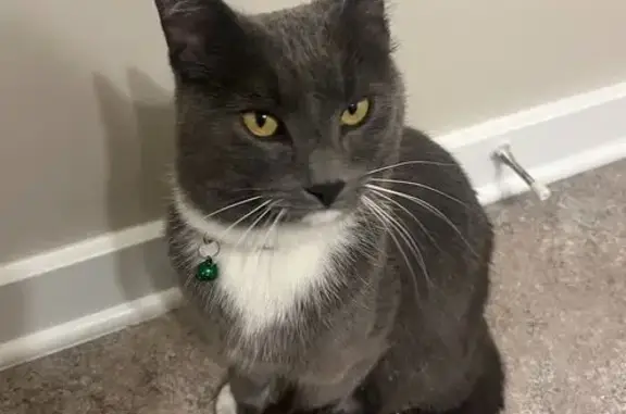 Found Cat: Grey with Green Collar, Columbus