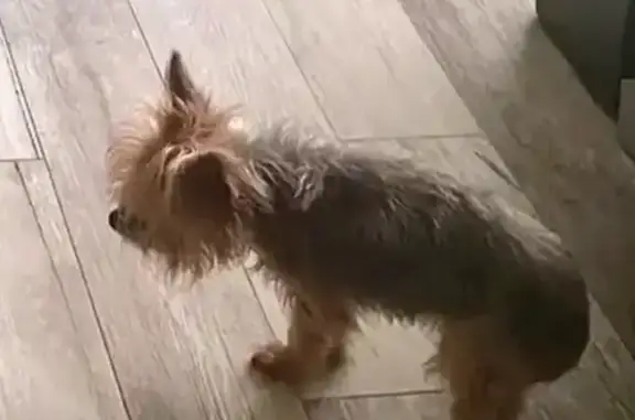 Help Find Our Lost Dog: Oak Trail Area
