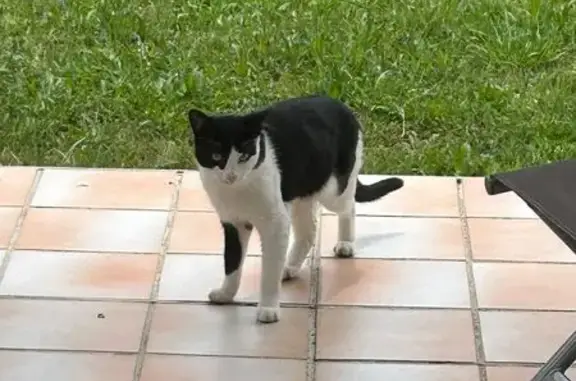 Chat noir et blanc trouvé à Tournefeuille - photo