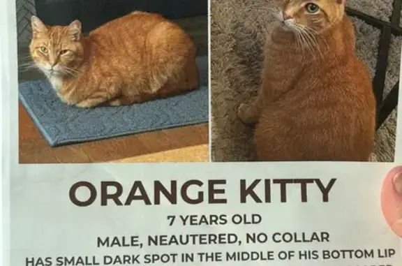 Lost Neutered Orange Cat - Venice Ave, 122