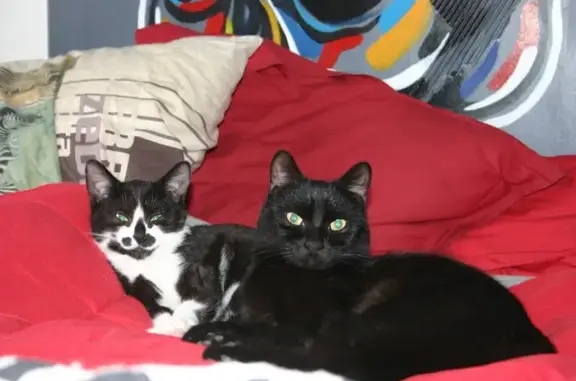 Animaux perdus , photo: Chatte noire perdue, très peureuse, Port-de-Piles