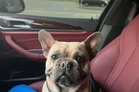Lost Dog Alert: Canongate Way, Fort Smith