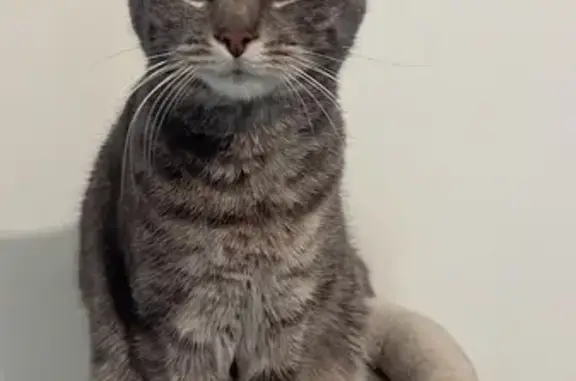 Perdue : Chatte grise tigrée à Châteauneuf - photo