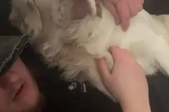 Fluffy White Dog Lost on Sumner St, Akron