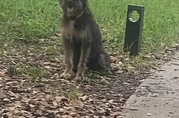 Found: Sweet Terrier Mix in San Antonio