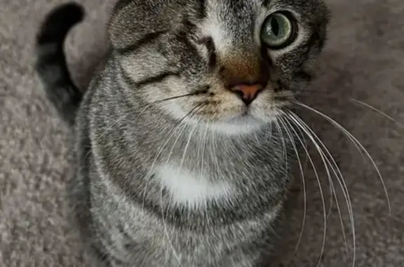 Lost Male Tabby: One-Eyed, Quatar St.