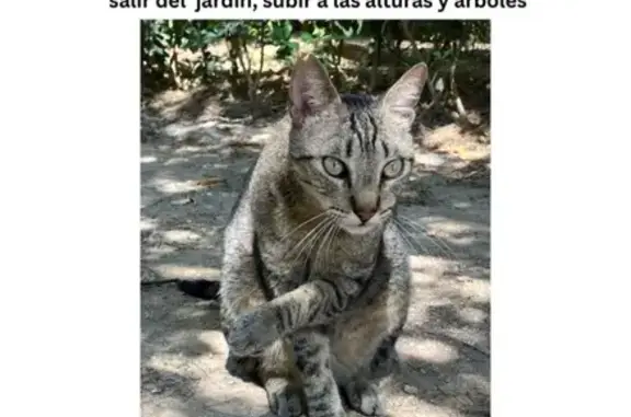 Gato Cariñoso Perdido en Jardín de Ayora