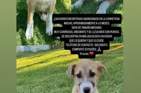 Perro Rescatado Busca Hogar Amoroso en Andalucía