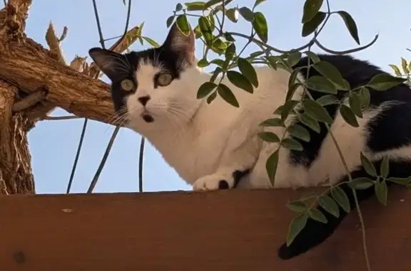 Gato Perdido en La Zubia: Castrado y con Chip
