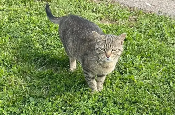 Lonely Tabby Seeks Loving Foster Home