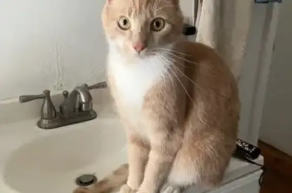 Lost: Friendly Orange Cat on Monroe St.