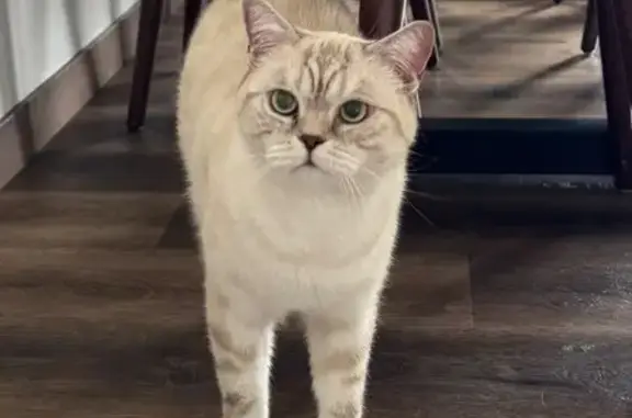 Animaux perdus Pfastatt, photo: Chat perdu : Snowie, sociable et câlin