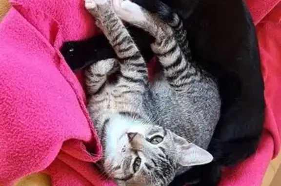 Animaux perdus , photo: Chatte grise perdue à Beaumont-de-Pertuis