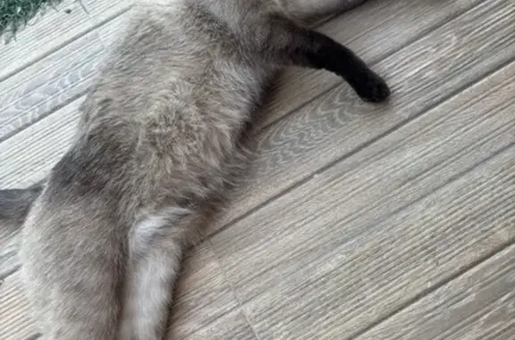 ¡Gato Siamés Perdido en Torre del Mar!