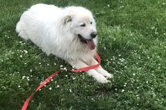 Chien Montagne des Pyrénées trouvé au Breuil - photo