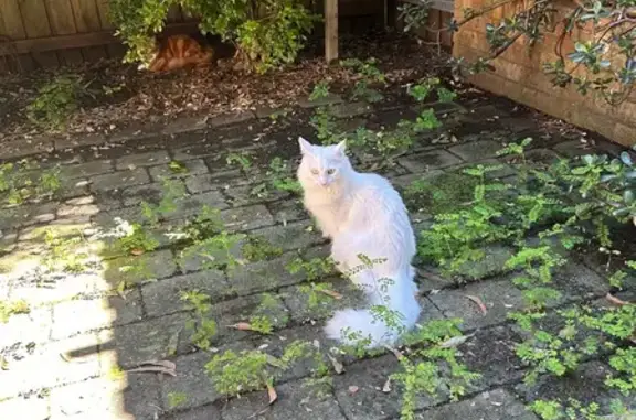 Lost: White Turkish Angora in Sydney