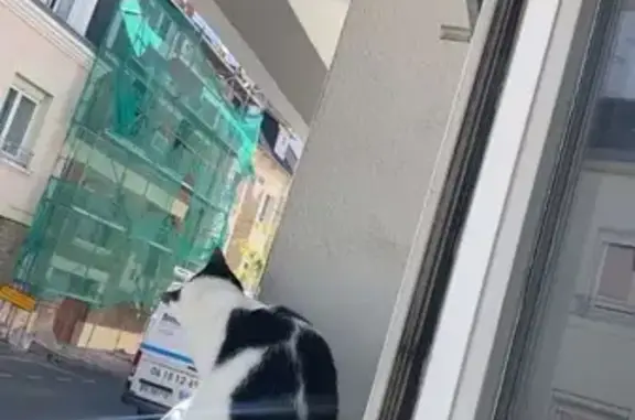Chatte perdue à Guidel, répond à 