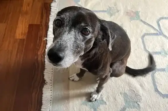 cachorro encontrada