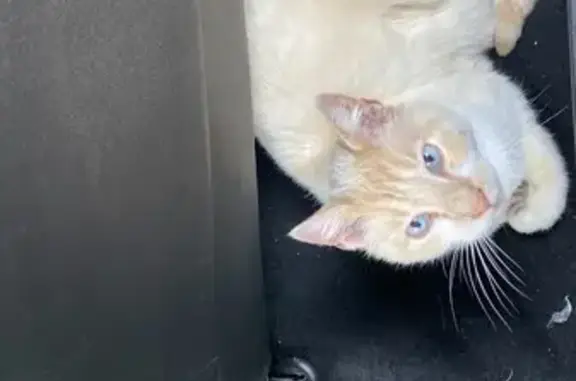 Chat perdu : Flocon, 16 ans, blanc et roux - photo