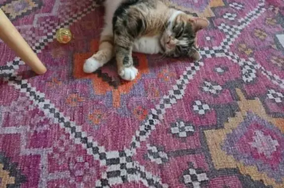 Animaux perdus Nérac, photo: Chatte Isabelle perdue à Nérac, rue Laurier