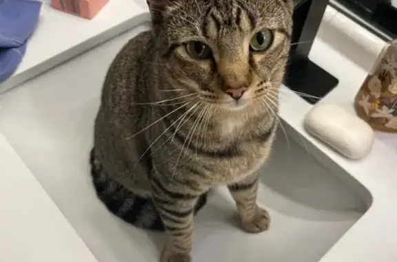 Lost Tabby Cat: Brown/Grey with QR Collar