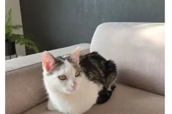 Chat perdu : Blanc et tigré à Larré - photo