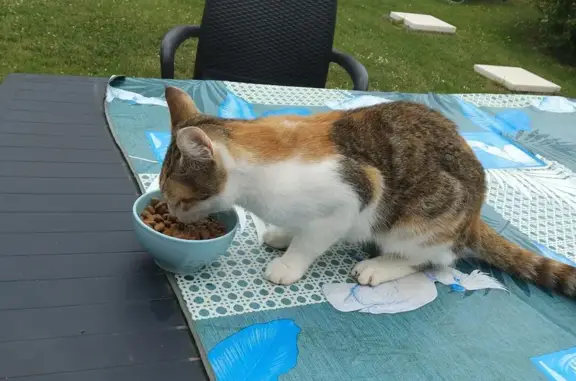 Animaux trouvés , photo: Chat écaille 6 mois trouvé à Vaux-en-Amiénois