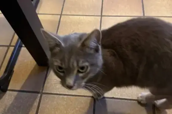 Chat gris et blanc trouvé à Montlivault - photo