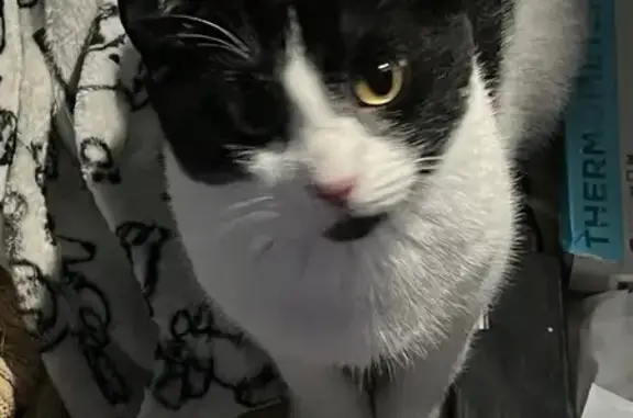 Lost Cat: White & Black, Murdock Circle