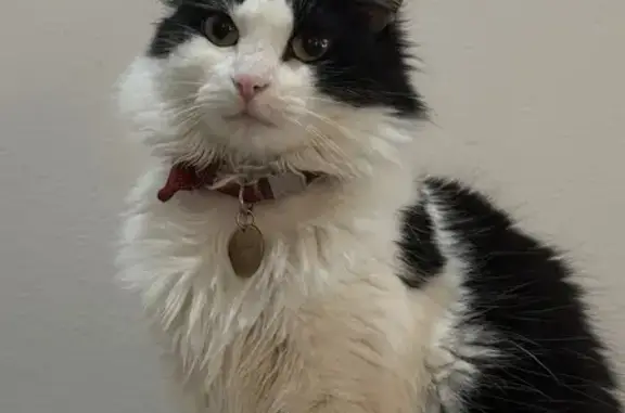 Lost Cat: Agatha Missing in Orlando