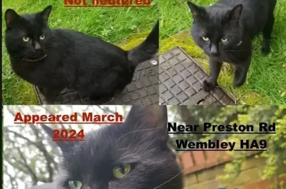 Help Reunite This Lost Black Tom Cat