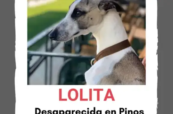¡Ayuda! Galga enana perdida en Alcalá