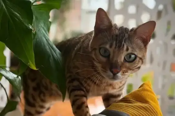 ¡Ayuda! Gato Alef Perdido en Platja d'Aro