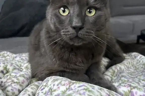 Chat perdu : Chips, 6kg, Albertville - photo