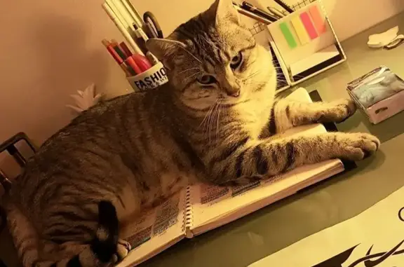 Chat Européen gris tigré perdu à Mortagne - photo