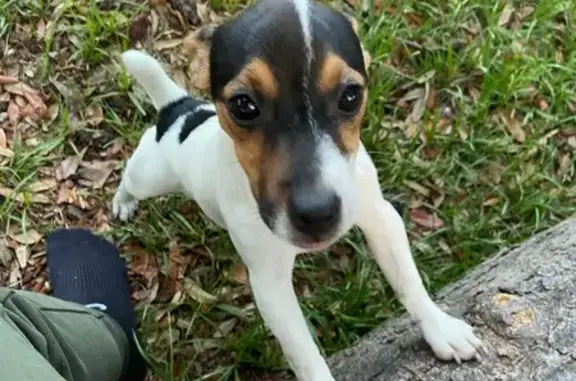 Lost 5-Month-Old Tri-Colored Pup in FL