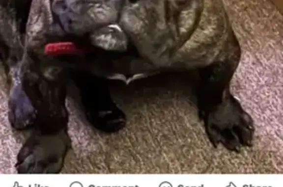 Lost Dog: Black & Brown on S. Parnell Ave