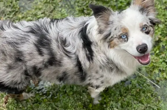 Lost Mini Aussie Shepherd in Mapleton